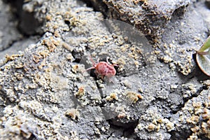 mite. A red velvet mite creeps along the soil.