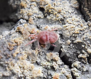 mite. A red velvet mite creeps along the soil.