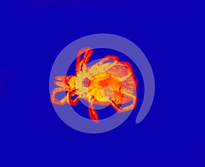 Mite in scientific high-tech thermal imager illustration