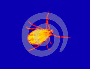 Mite in scientific high-tech thermal imager illustration