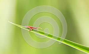 Mite waylay on grass