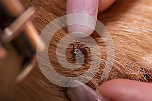 mite on a wool dog. Spaniel