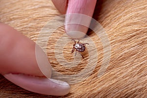 mite on a wool dog. Spaniel