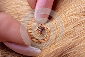 mite on a wool dog. Spaniel