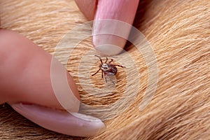 mite on a wool dog. Spaniel