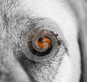 Mites on the eye of a dog