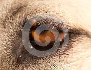 Mites on the eye of a dog