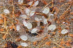 Mites, numerous species of tiny arthropods, members of the mite and tick subclass Acari photo