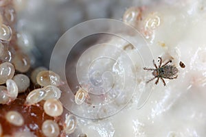 Mites, small arachnids (Acaridae, Oribatid moss mite, Oribatida) on rotting plant remains. photo