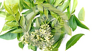 Mitha neem or curry leaves