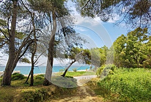 Mitikas beach tourist resort sea trees summer in preveza perfecture greece