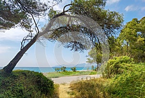 Mitikas beach tourist resort sea trees summer in preveza perfecture greece