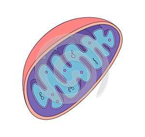 Vector diagram of Mitochondria. Cross-section view.