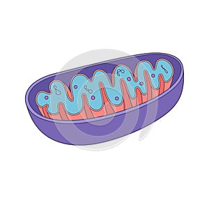 Vector diagram of Mitochondria. Cross-section view.