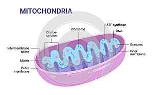 Vector diagram of Mitochondria. Cross-section view.