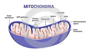 Vector diagram of Mitochondria. Cross-section view.