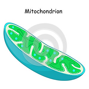 Mitochondria. structure and anatomy of a mitochondrion photo