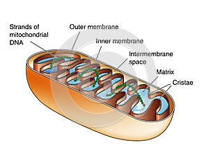 Mitochondria