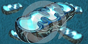 Mitochondria