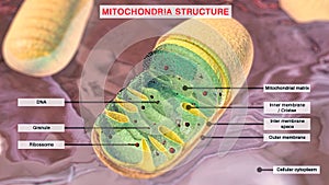 Mitochondria. 3D illustration of a mitochondria in the cell cytoplasm with cross-sectional view showing the internal components of