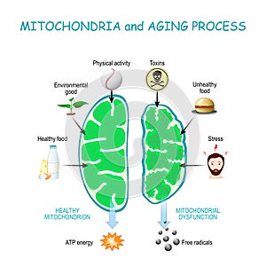 Mitochondria and aging process photo
