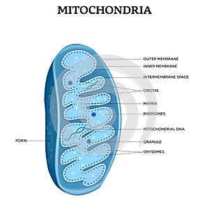 Mitochondria anatomy photo