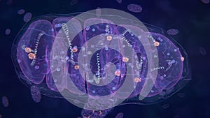 Mitochondria, Cell Organelle that Produces Energy