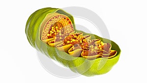 Mitochondria cell on white background - 3D Rendering photo