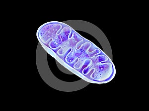 Mitochondria, cellular organelles, Cell energy, DNA, 3D rendering photo