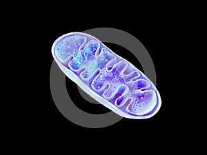 Mitochondria, cellular organelles, produce energy, Cell energy and Cellular respiration, DNA, 3D rendering photo