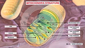Mitochondria. 3D illustration of a mitochondria in the cell cytoplasm with cross-sectional view showing the internal components of photo