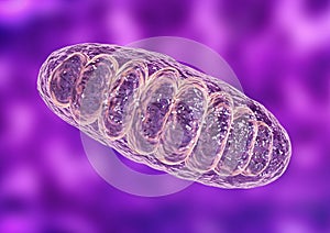 Mitochondria is a double membrane-bound organelle found in all eukaryotic organisms. are related to the cellular respiration photo