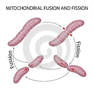Mitochondria are dynamic organelles that constantly fuse and divide