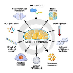 mitochondria functions