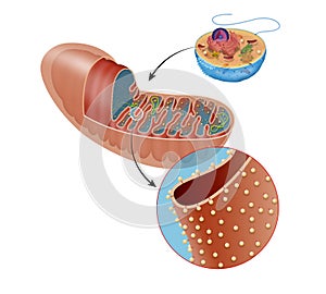 Mitochondria have an inner and outer membrane, with an intermembrane space between them. photo