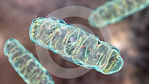 Mitochondria, a membrane-enclosed cellular organelles, which produce energy