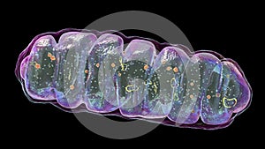 Mitochondria, a membrane-enclosed cellular organelles, which produce energy
