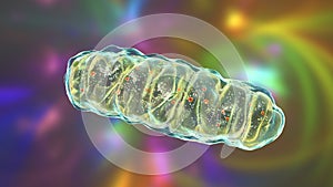 Mitochondria, a membrane-enclosed cellular organelles, which produce energy