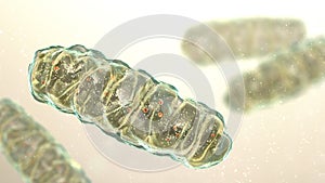 Mitochondria, a membrane-enclosed cellular organelles, which produce energy