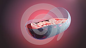 Mitochondria Organelle - cutaway Interior 3D render view.