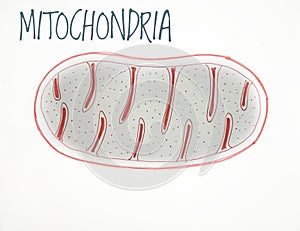 Mitochondria Sketch in White background with writing sketch below