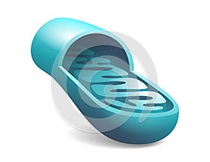 Mitochondria slice with ctructure and components
