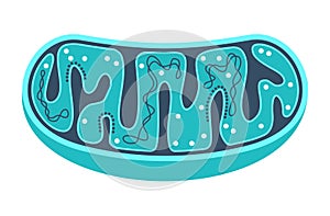 Mitochondria slice with ctructure and components