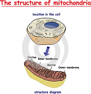 Mitochondria structure. Structure and components of a typical mitochondrion. photo