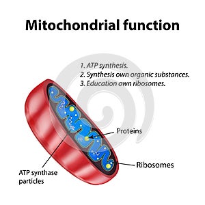 Mitochondria structure. Mitochondrial function. Vector illustration on isolated background