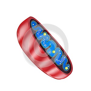 Mitochondria structure. Vector illustration on background photo