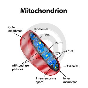 Mitochondria structure. Vector illustration on isolated background