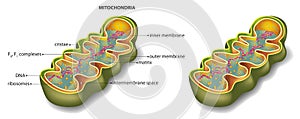 Mitochondria photo