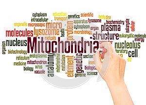 Mitochondria word cloud hand writing concept photo