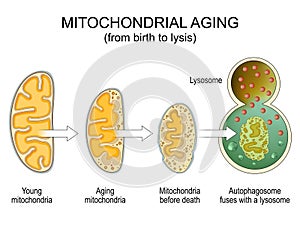 Mitochondrial aging. Mitochondrial senescence, structural changes photo